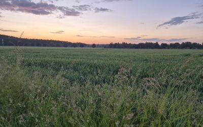 Acker am Dragoneranger im Abendlicht